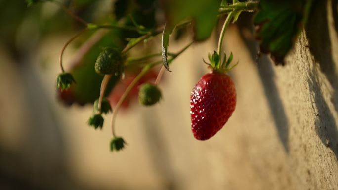 草莓采摘 草莓大棚