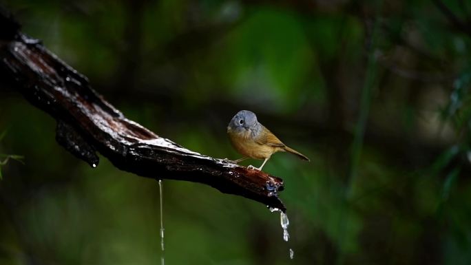 云南 高黎贡山热带森林里的云南雀鹛