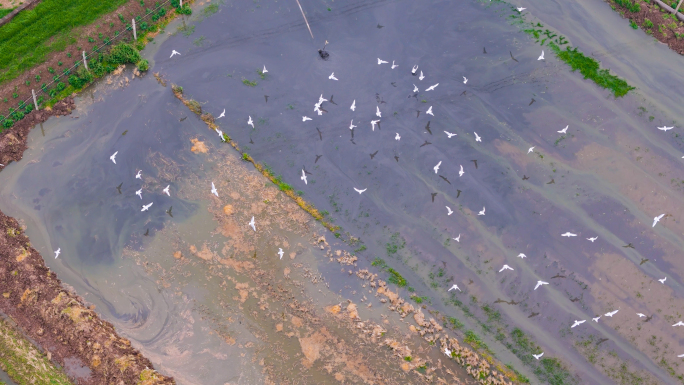 白鹭在鱼塘捕食水鸟捕鱼水产养殖