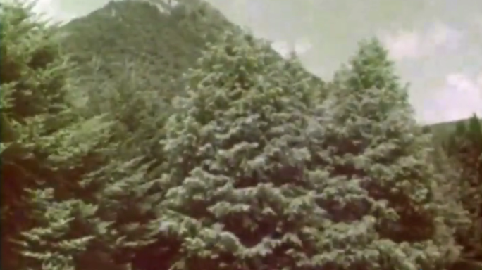 我国特有名贵树种“活化石水杉”的引种栽培