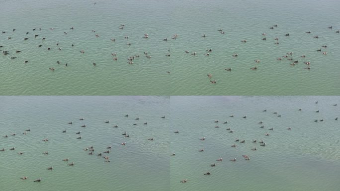 航拍襄阳汉江湿地候鸟鸬鹚生态环境自然风光