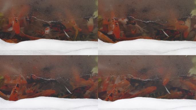 金鱼锦鲤在池塘的一层冰下游泳