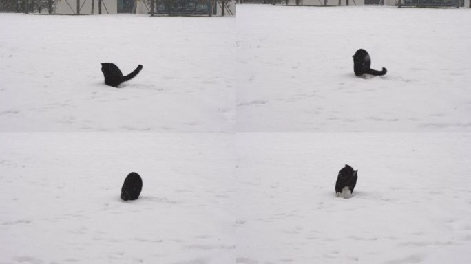 下雪天小猫在雪地玩雪玩耍