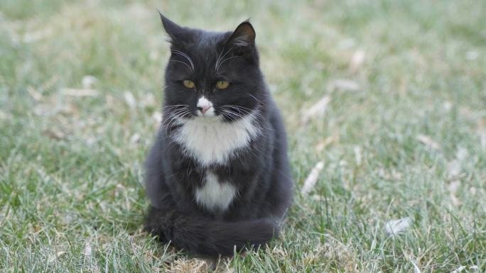 黑猫在草地上坐着橘猫走过