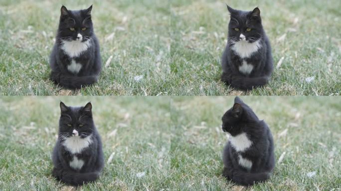 黑猫在草地上坐着橘猫走过
