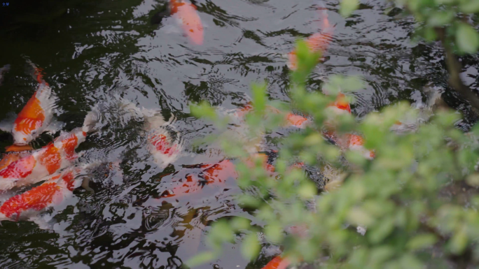 意境庭院 锦鲤戏水 流水风铃