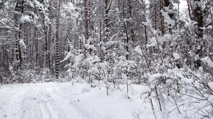 森林里冬天下雪的路。云杉的风景镜头。霜冻的日子，平静的冬日景象。探索地球之美。旅游的概念。新年快乐