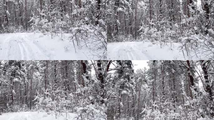 森林里冬天下雪的路。云杉的风景镜头。霜冻的日子，平静的冬日景象。探索地球之美。旅游的概念。新年快乐
