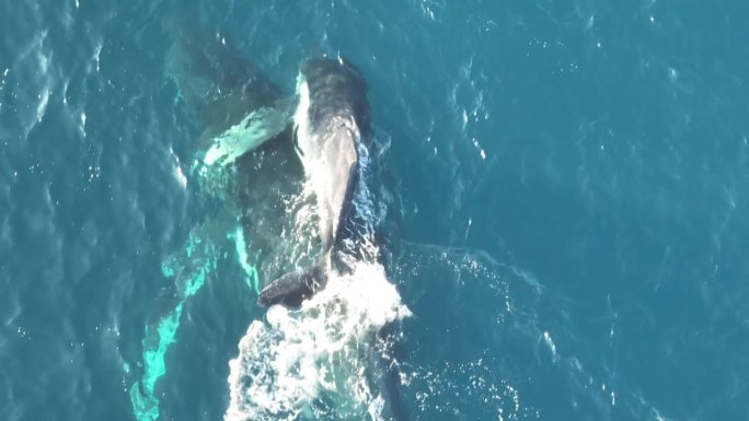 鲸鱼在北斯特拉德布鲁克岛的蓝色海洋表面游泳，从上到下放大的无人机拍摄的母鲸和幼鲸4K QLD，澳大利