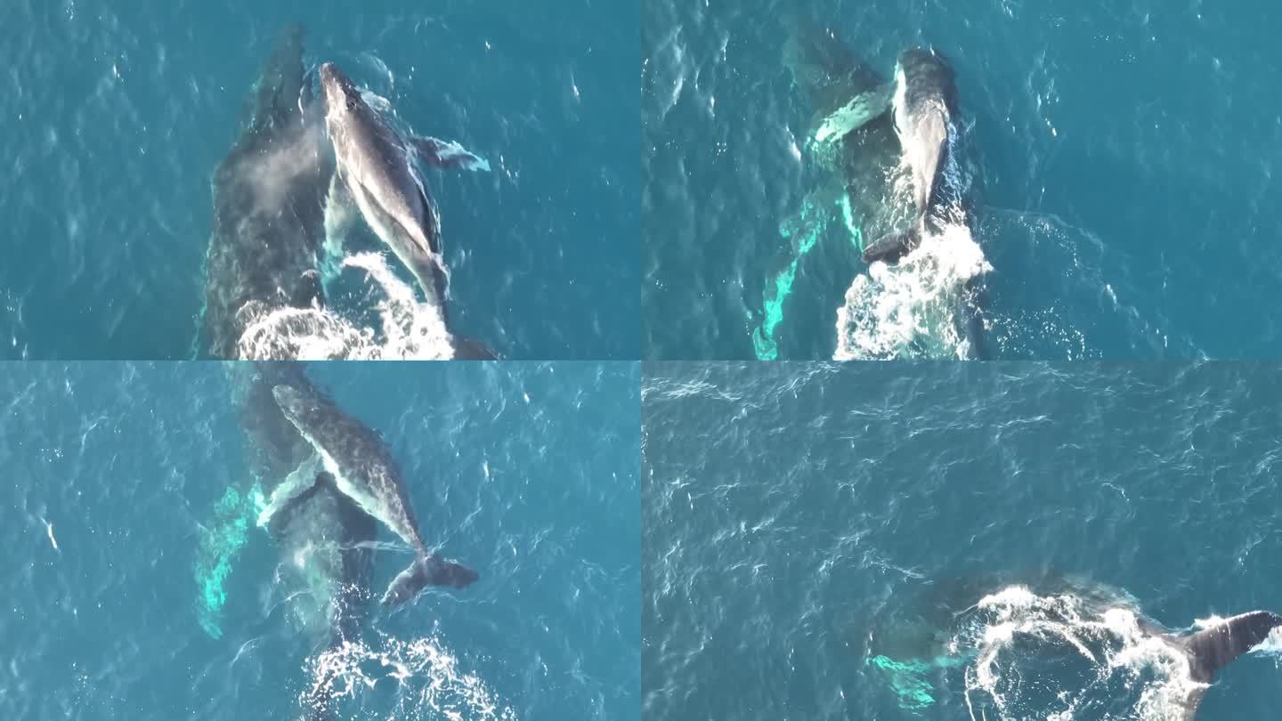 鲸鱼在北斯特拉德布鲁克岛的蓝色海洋表面游泳，从上到下放大的无人机拍摄的母鲸和幼鲸4K QLD，澳大利