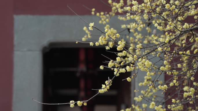 杭州钱王祠腊梅