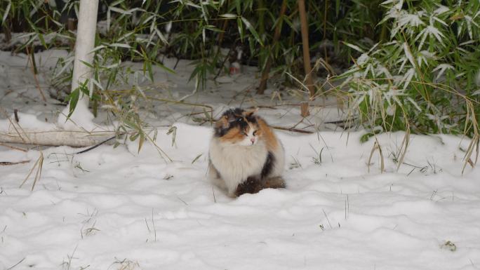 下雪天三花猫流浪猫在雪地上坐着