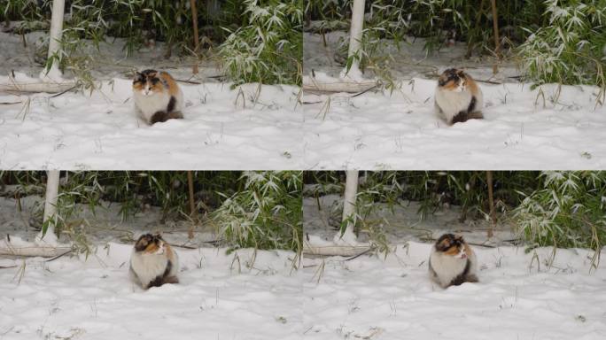 下雪天三花猫流浪猫在雪地上坐着