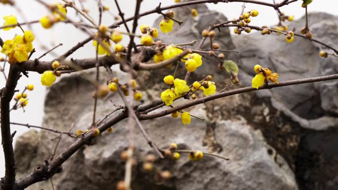 南京夫子庙瞻园的古风腊梅花开放