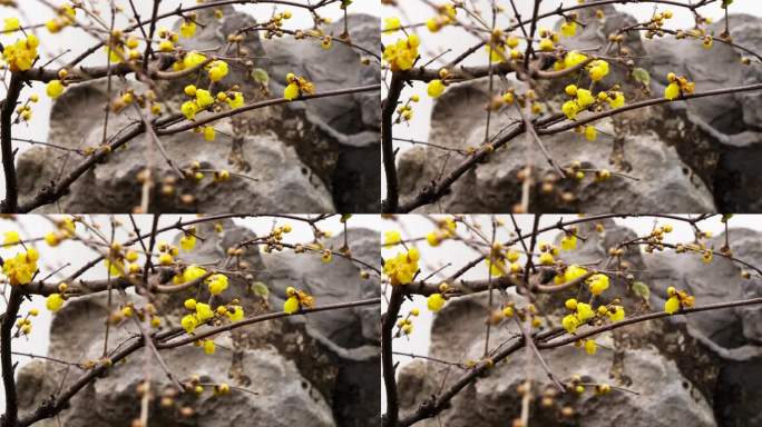 南京夫子庙瞻园的古风腊梅花开放