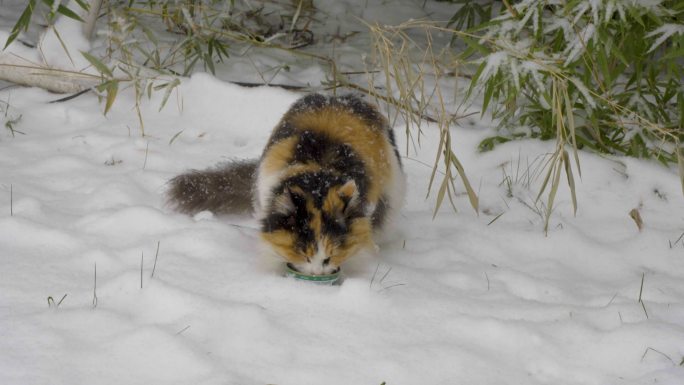 三花猫在雪地觅食冬季流浪猫下雪天