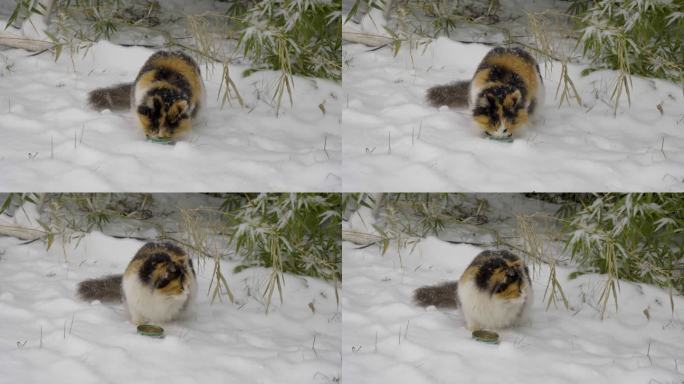 三花猫在雪地觅食冬季流浪猫下雪天