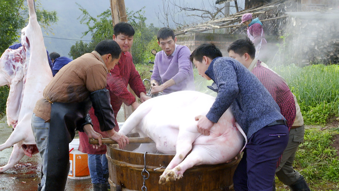杀年猪 过年杀猪 春节 年味 农村杀猪