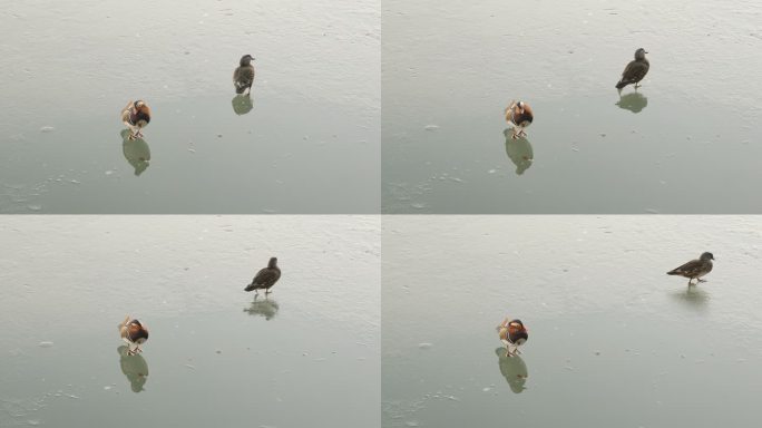 鸳鸯夫妻站在冰面水面梳理羽毛