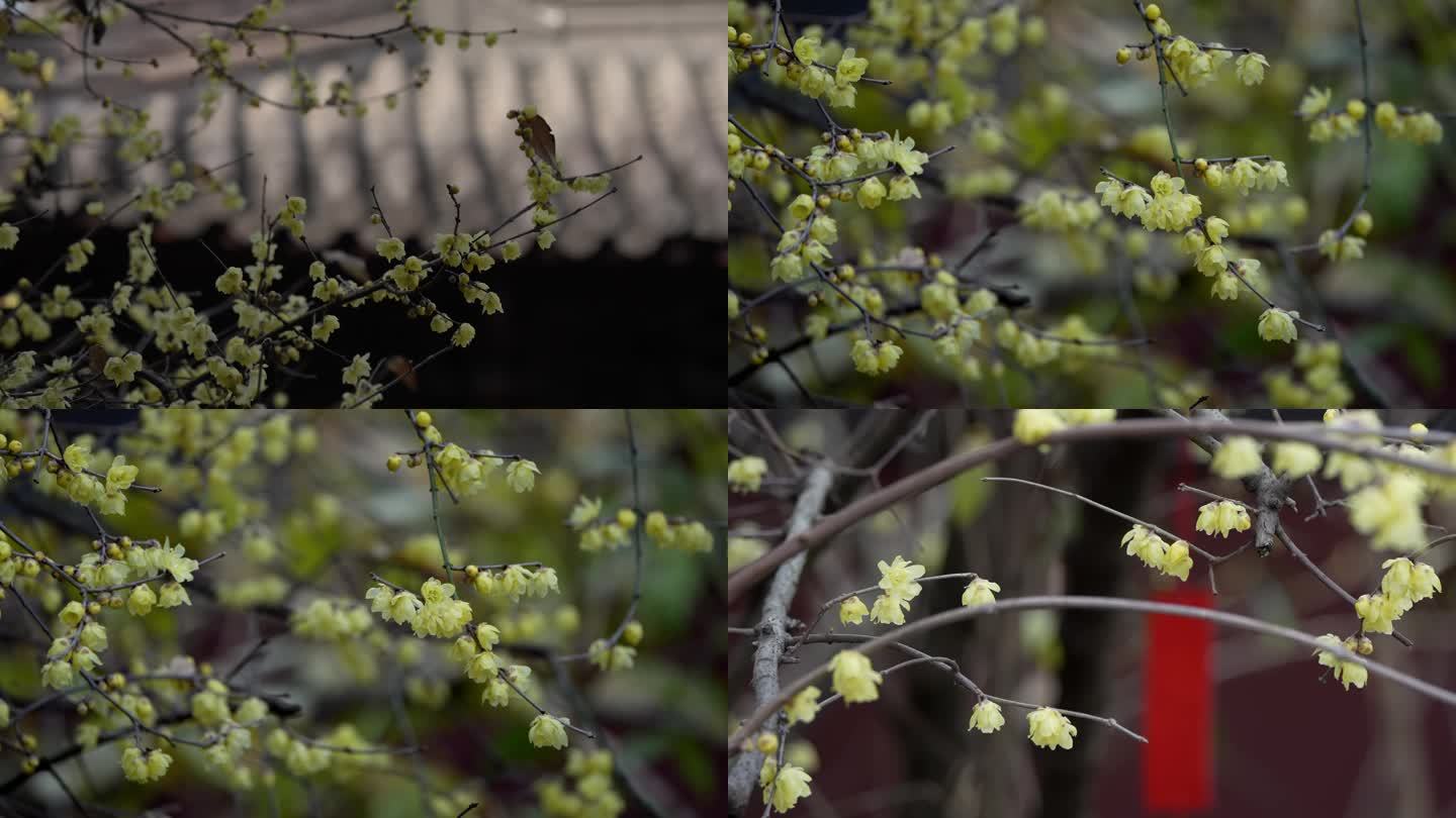 杭州钱王祠腊梅