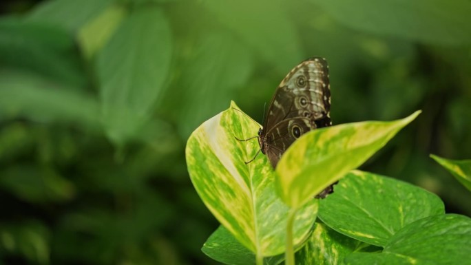 大蝴蝶坐在绿叶上的特写