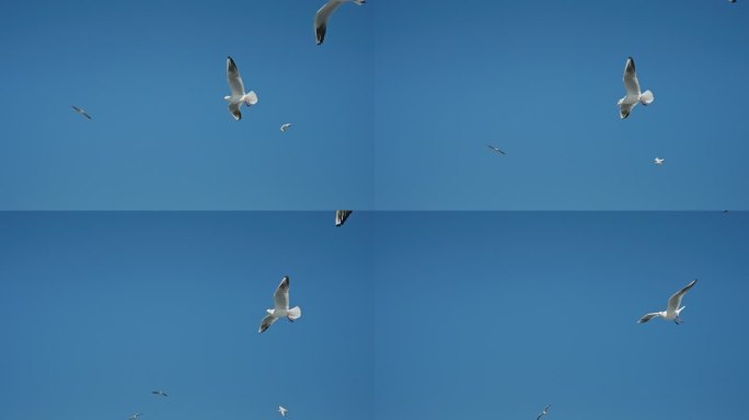 【正版素材】昆明人文海埂海鸥候鸟0021