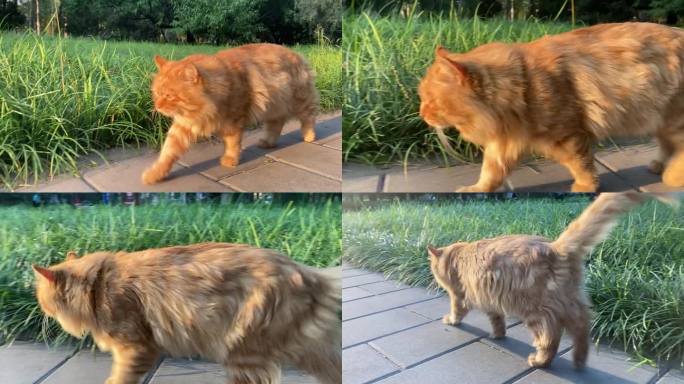 散步的猫咪 橘猫