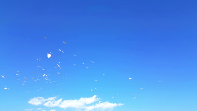 飞翔的鸟白鹭群飞