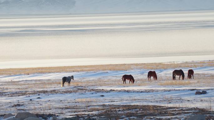 冰天雪地里吃草的马群