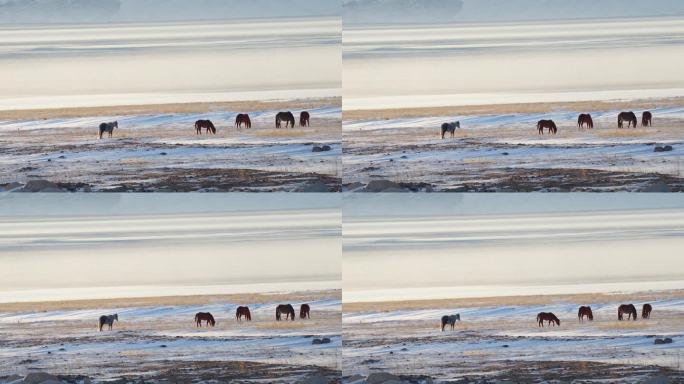 冰天雪地里吃草的马群