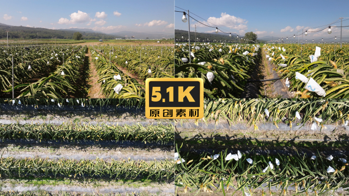 5K-火龙果种植基地航拍，火龙果开花
