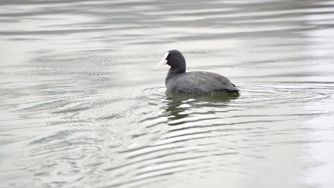 白骨顶鸡 水鸟嬉水视频4K