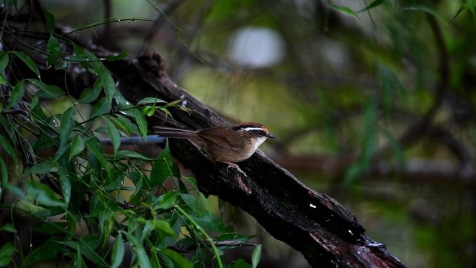 云南高黎贡山热带森林里的褐胁雀鹛