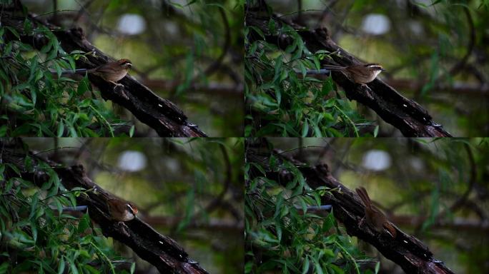 云南高黎贡山热带森林里的褐胁雀鹛