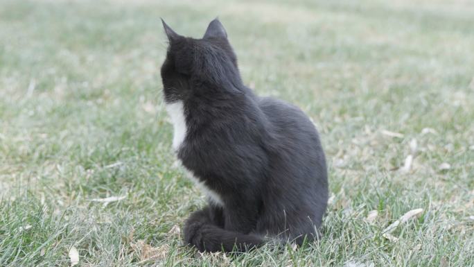 黑猫在草地上休息打盹坐着