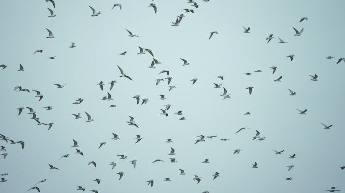 灰翅燕鸥漫天飞舞-高速摄影