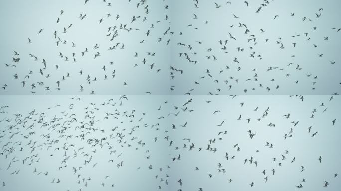 灰翅燕鸥漫天飞舞-高速摄影