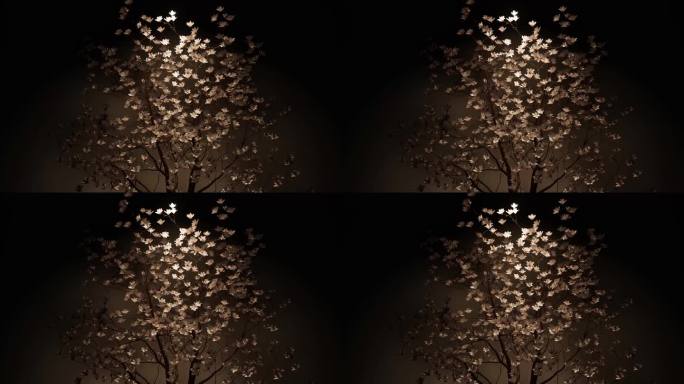 木棉花树  树光影  照射   动态