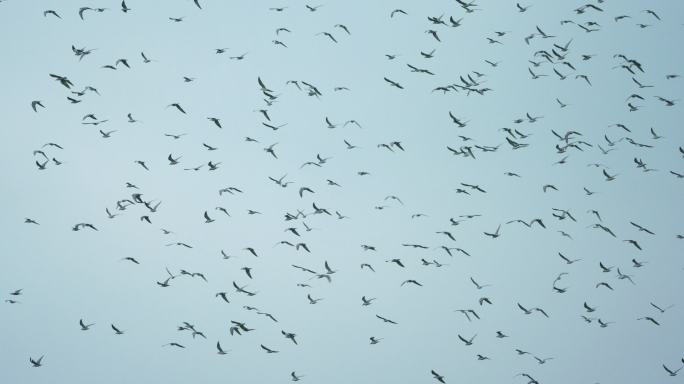海鸥满天飞舞-高速摄影