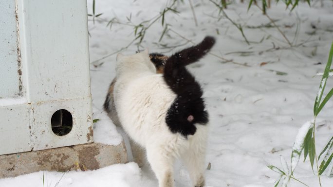 下雪天两只猫在慢慢靠近