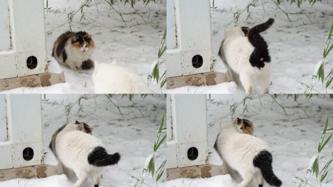 下雪天两只猫在慢慢靠近