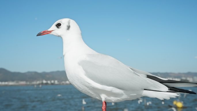 【正版素材】昆明人文海埂海鸥候鸟0063