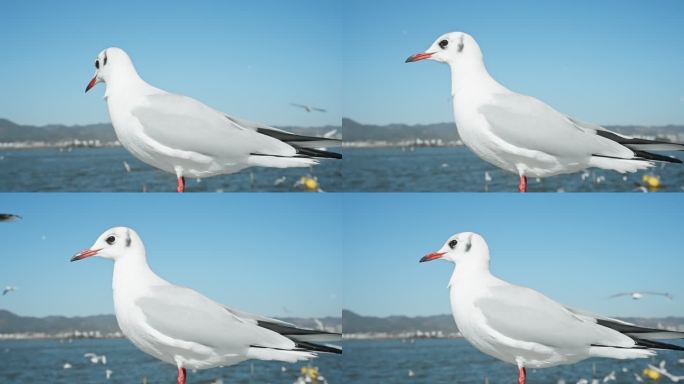 【正版素材】昆明人文海埂海鸥候鸟0063