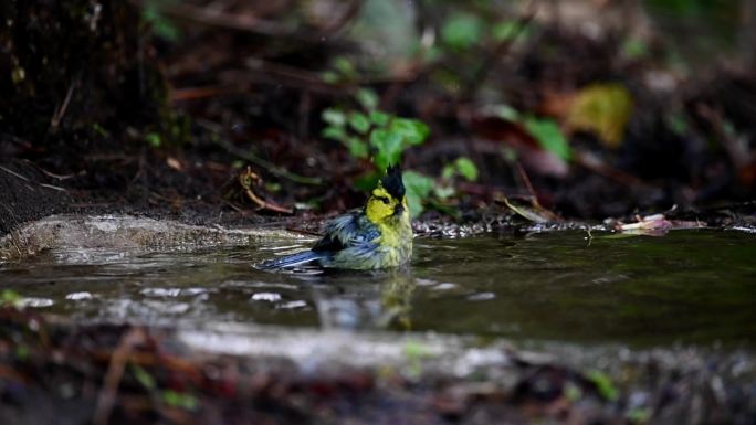 云南高黎贡山热带森林里戏水的黄颊山雀