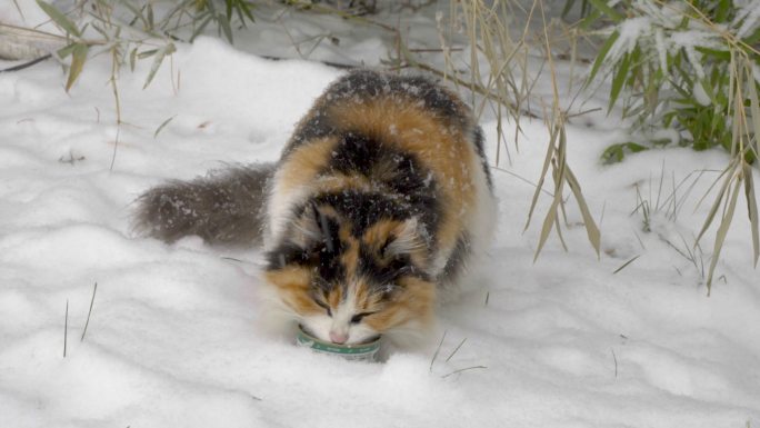 三花猫在雪地觅食冬季流浪猫下雪天