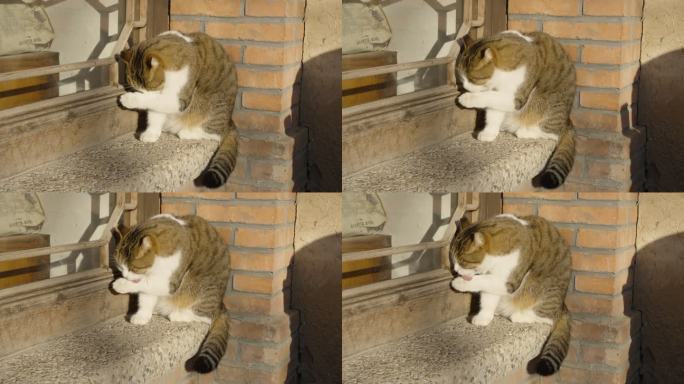 猫在窗户上休息打盹舔毛