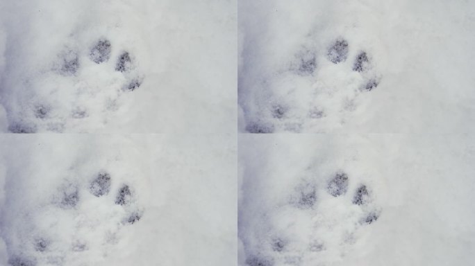雪地上的山猫脚印。冬天的欧洲自然风光。高品质的4k ProRes镜头