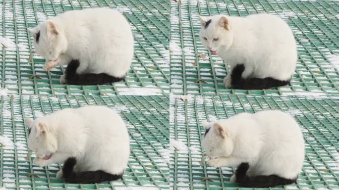 冬季白猫在地上舔爪子
