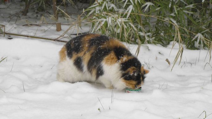 雪天猫在户外吃东西吃猫罐头