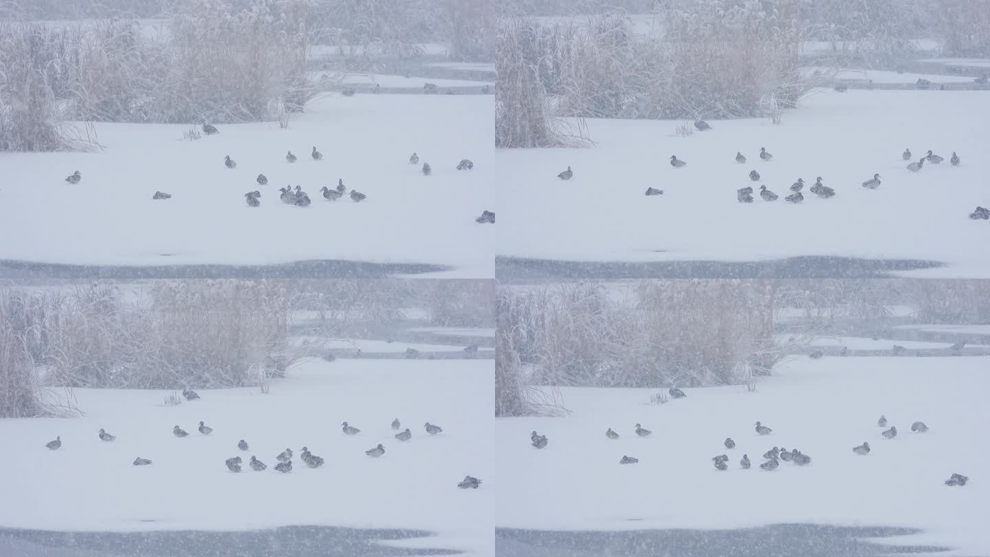 迎春飞雪中的野鸭